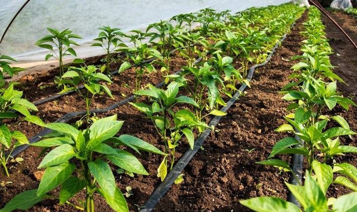 Drip Irrigation